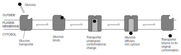 184_Active transport.png